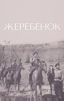 Жеребенок