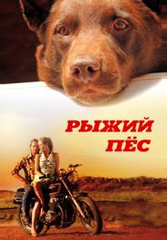 Рыжий пес