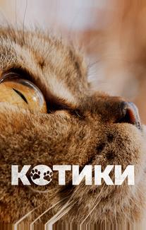 Котики