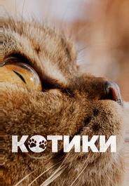 Котики