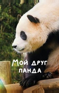 Мой друг панда