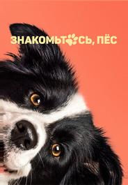 Знакомьтесь, пёс