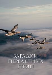 Загадки перелётных птиц