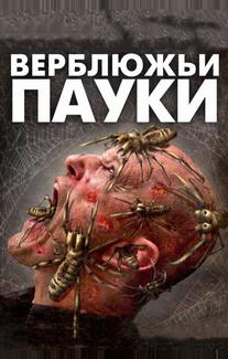 Верблюжьи пауки