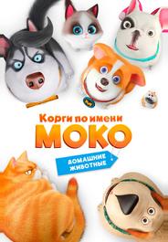 Корги по имени Моко. Домашние животные