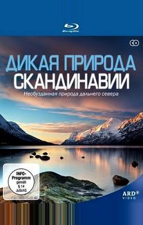 Дикая природа Скандинавии