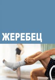 Жеребец